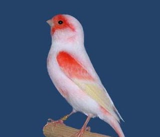 Burung Kenari